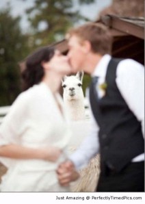 Llama-photobombs-the-kiss-scene-resizecrop--