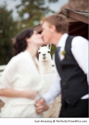 Llama-photobombs-the-kiss-scene-resizecrop--