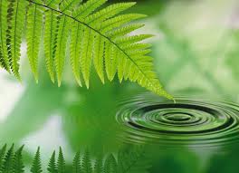 fern water