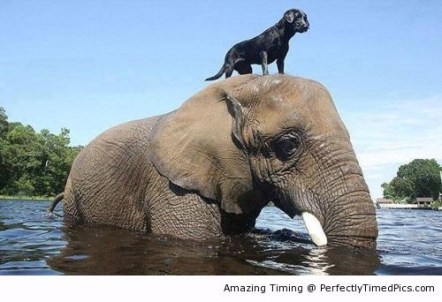 Getting-help-crossing-the-river-resizecrop--