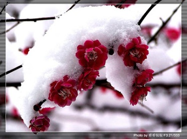 Flower With Snow 11