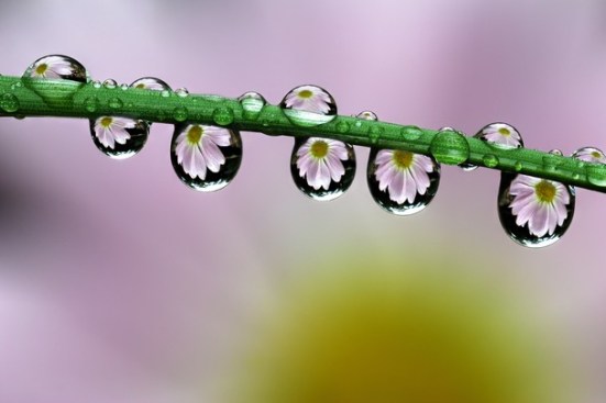 dew flowers