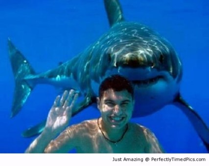 Photobombed-by-a-shark-resizecrop--