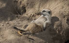 lazy meerkat