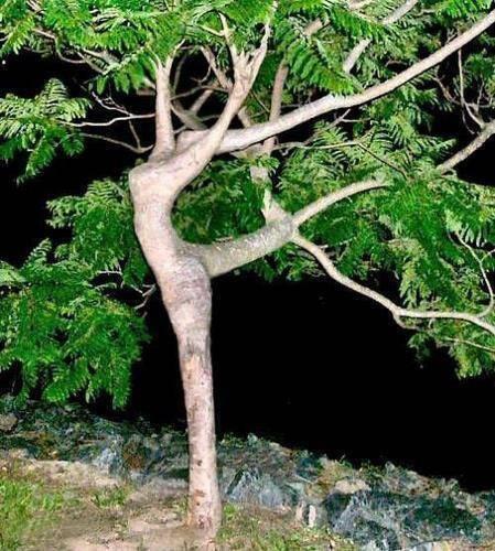 tree dancer
