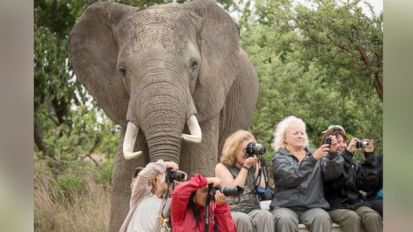 elephant photobomb