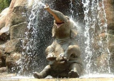 elephant happy