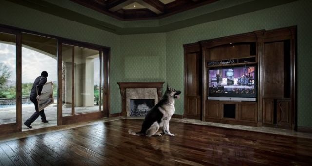 dog-watching-tv-in-icypeppersochilly.blogspot.com5_