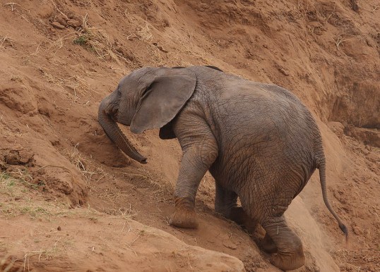 elephant climbing