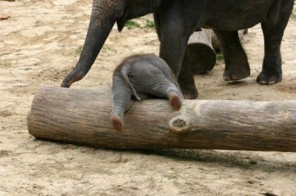 clumsy elephant