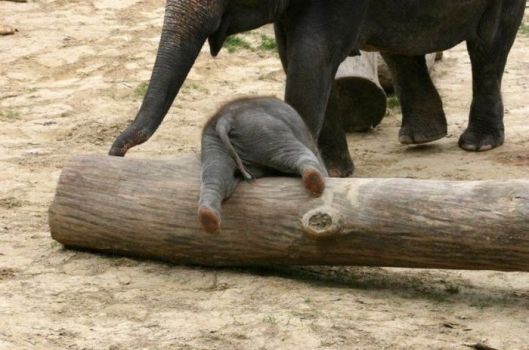 clumsy elephant