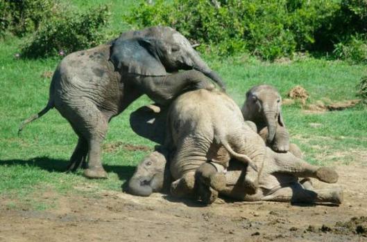 elephants play