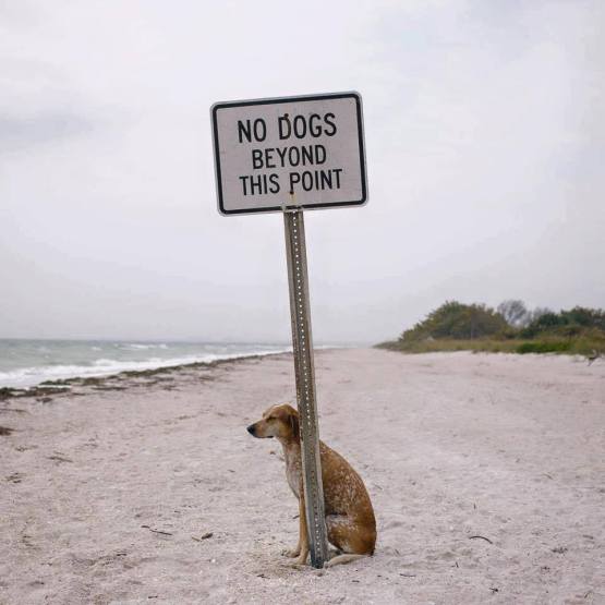no dogs sign