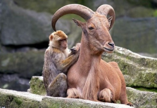 monkey antelope symbiosis
