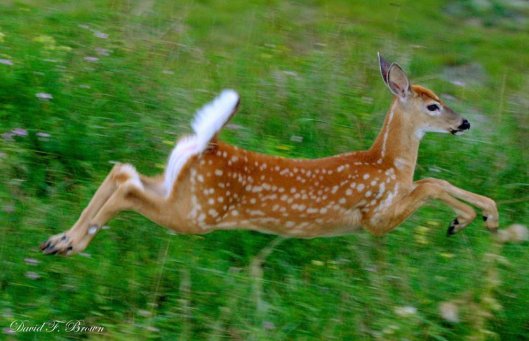 deer fawn running