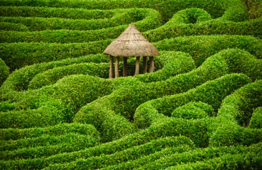 hedge maze mind