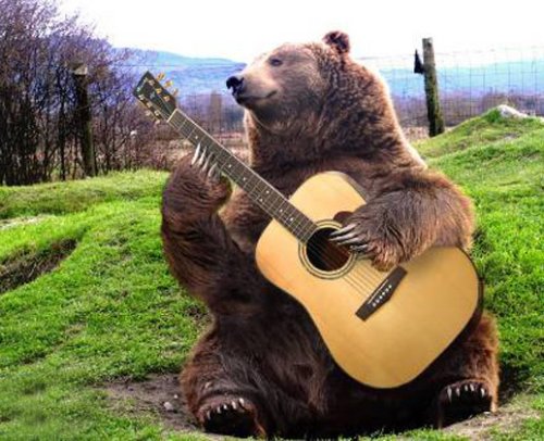 bearplayingguitar